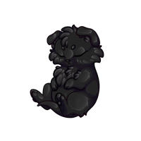 Pet image