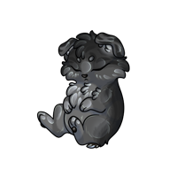 Pet image