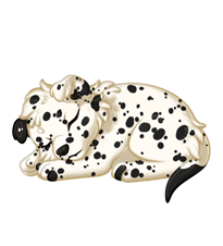 Pet image