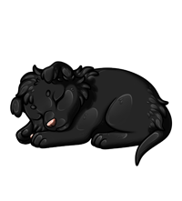 Pet image