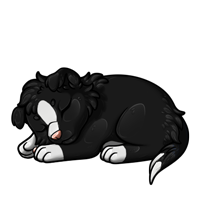 Pet image
