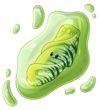 Pet image