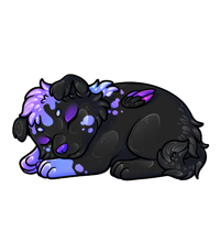 Pet image