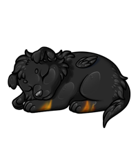 Pet image