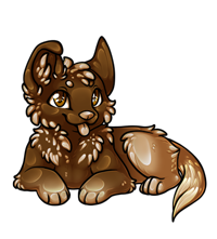 Pet image