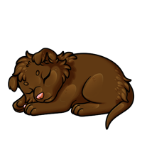 Pet image