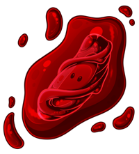 Pet image