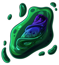 Pet image
