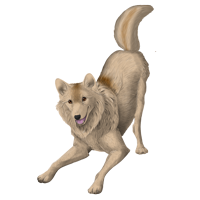 Pet image