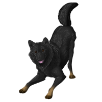 Pet image
