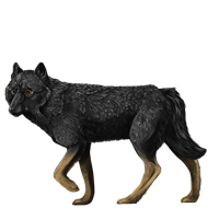 Pet image